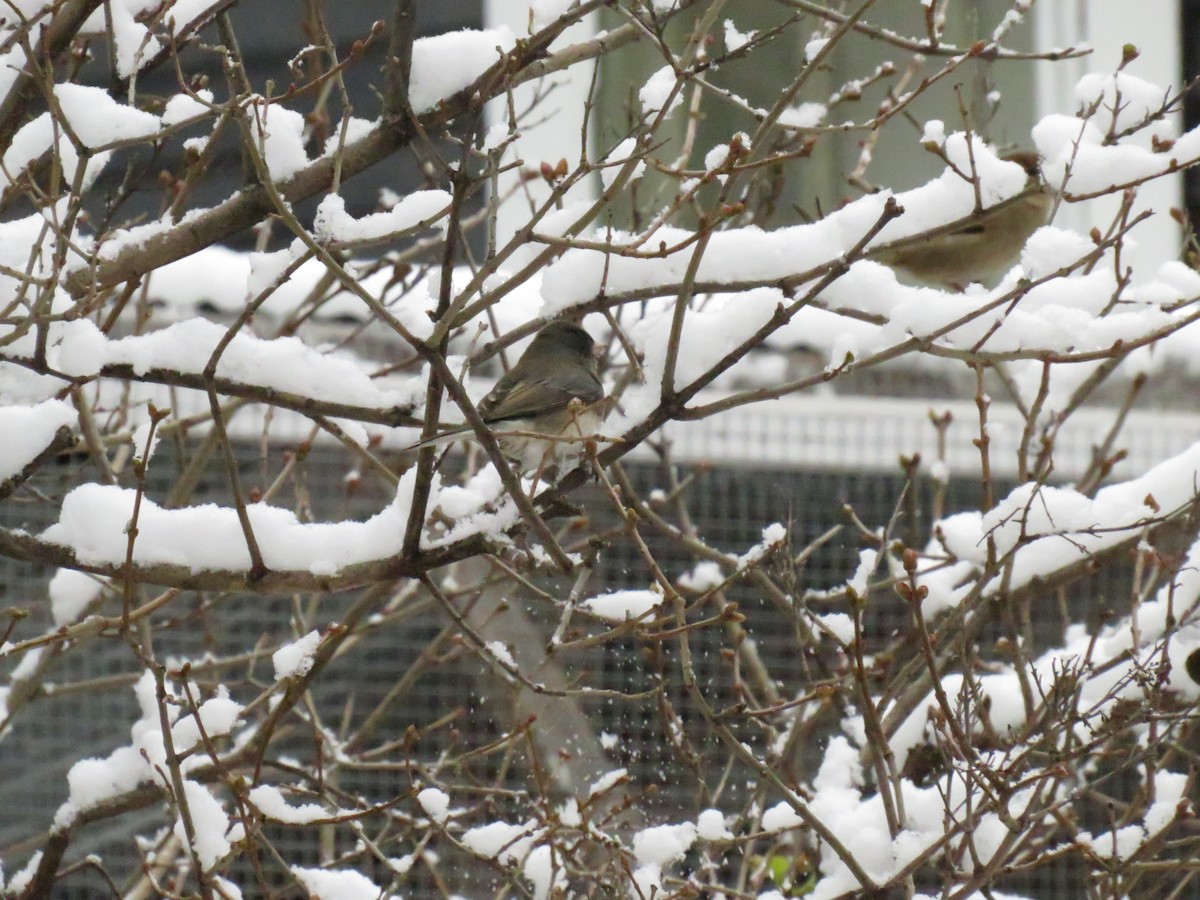 Dark-eyed Junco - ML624060332