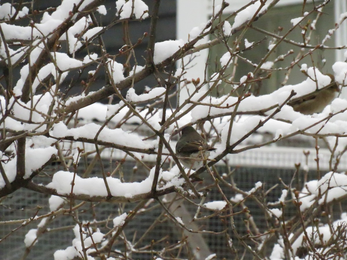 Dark-eyed Junco - ML624060335