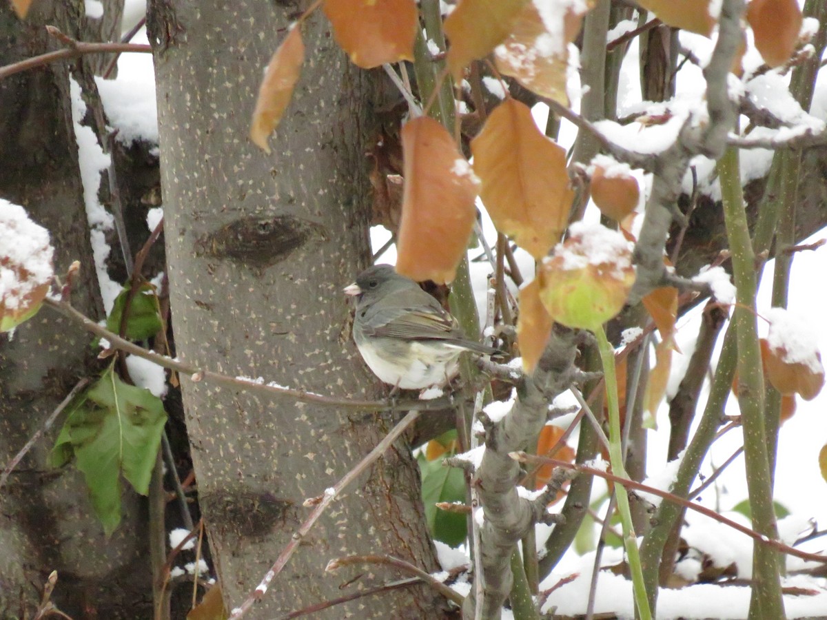 Dark-eyed Junco - ML624060338