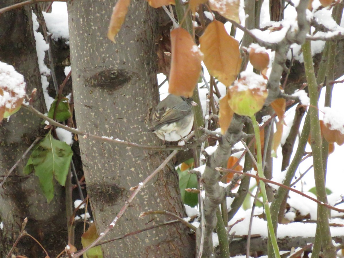 Dark-eyed Junco - ML624060339