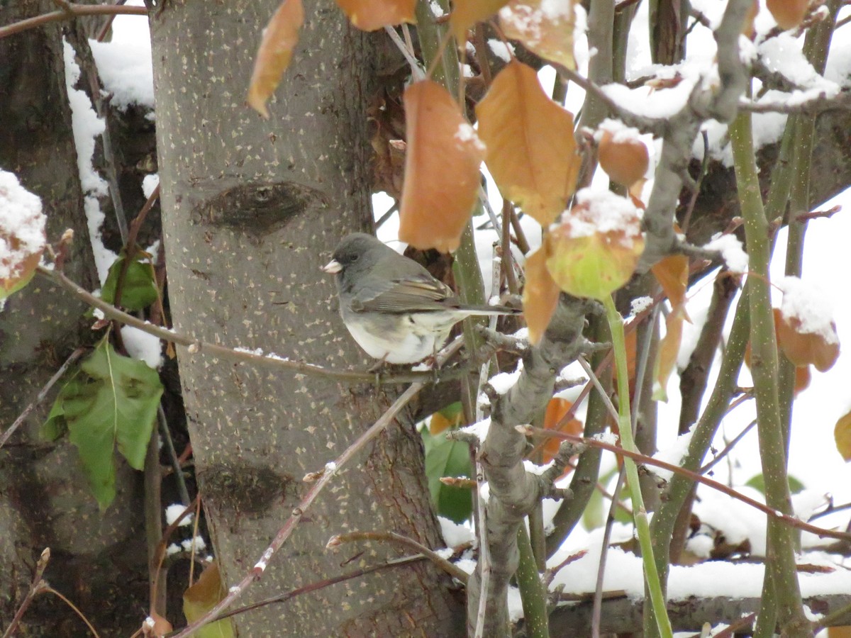 Junco Ojioscuro - ML624060341