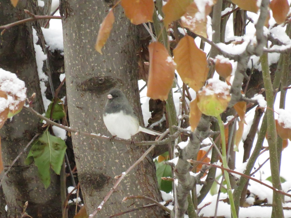 Junco Ojioscuro - ML624060343