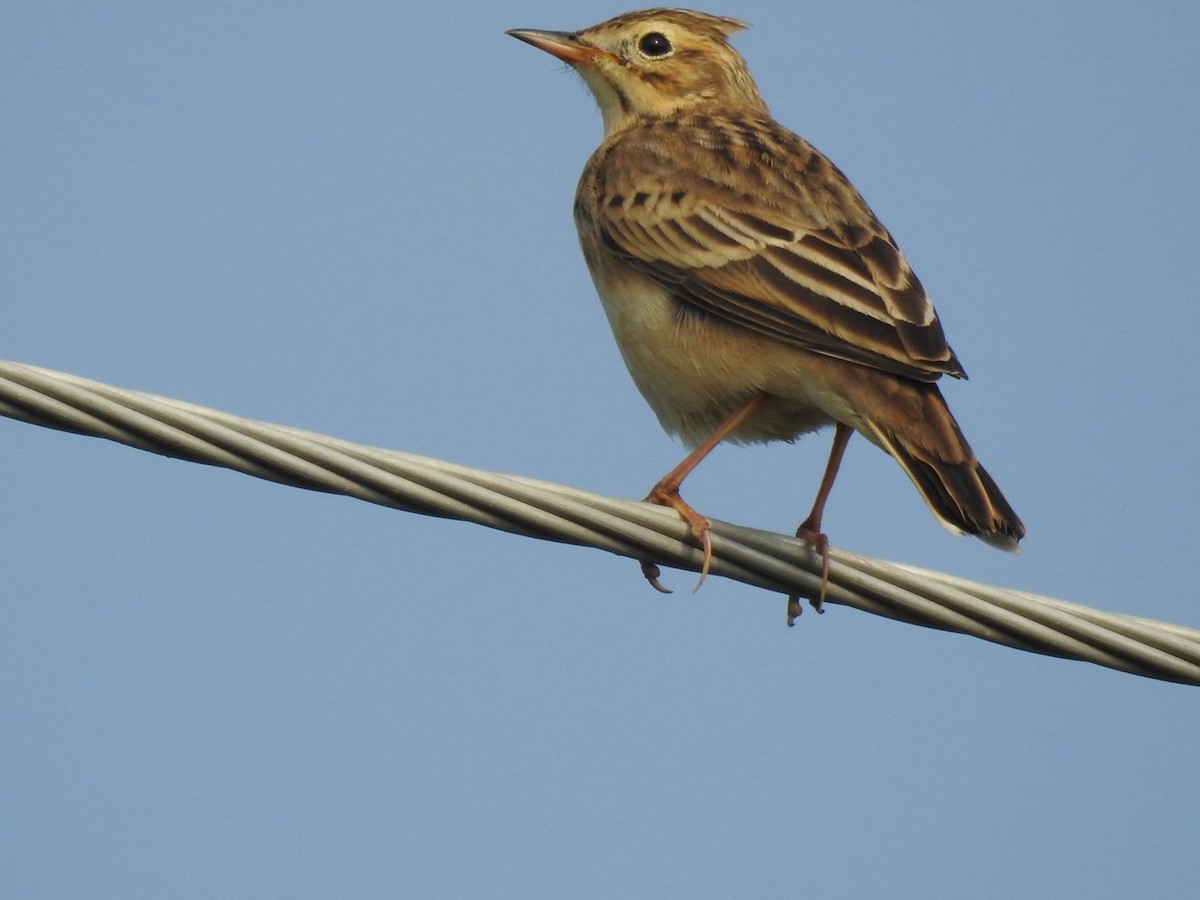 Paddyfield Pipit - ML624060351