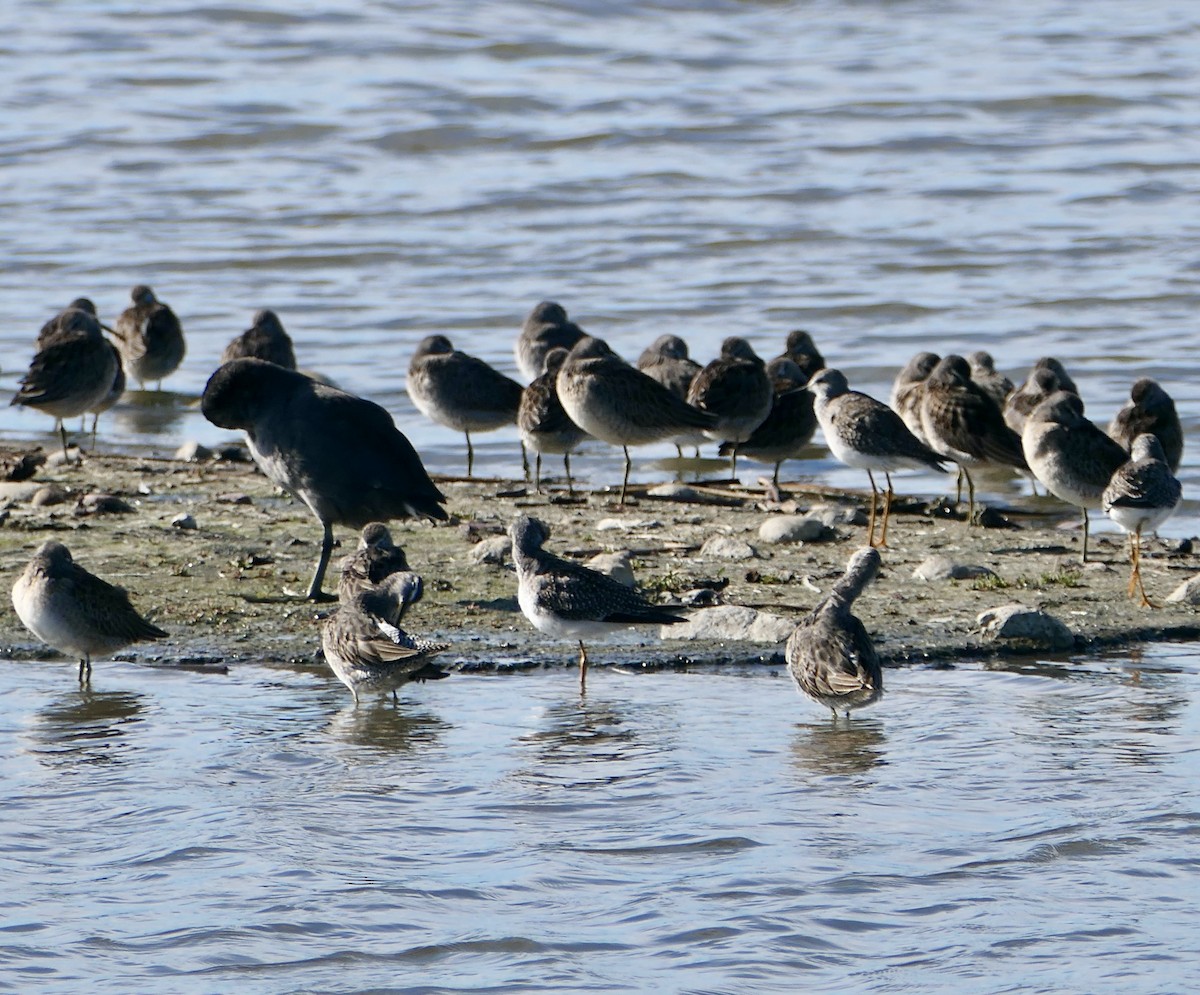 Lesser Yellowlegs - ML624060358