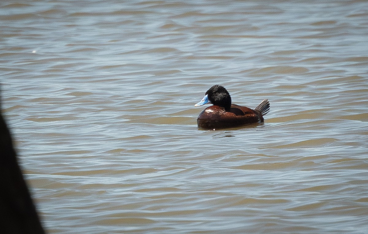 Blue-billed Duck - ML624060360