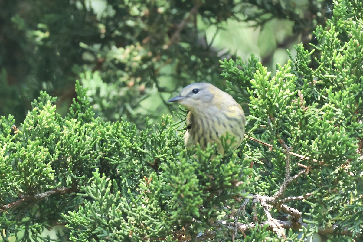 Cape May Warbler - ML624060363