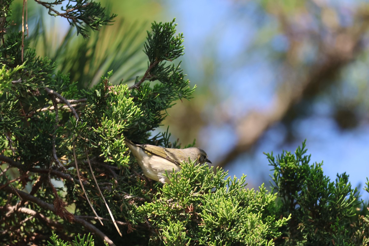 Cape May Warbler - ML624060367