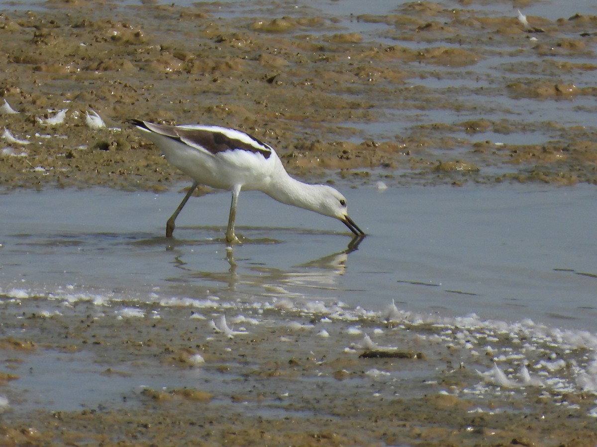 Avoceta Americana - ML624060368