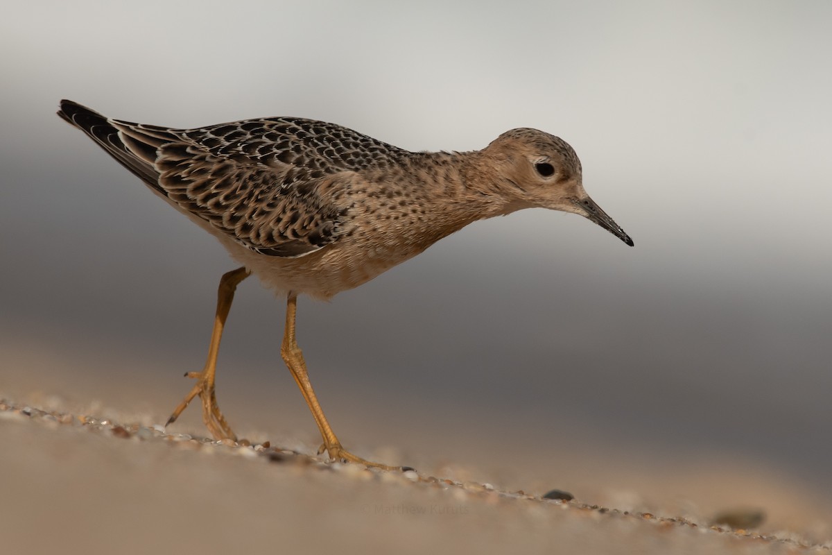 Buff-breasted Sandpiper - ML624060377