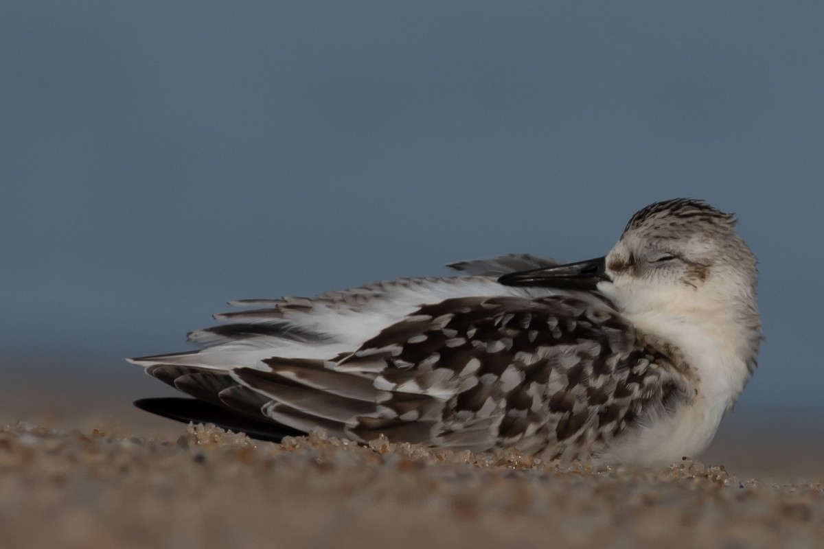 Sanderling - ML624060389