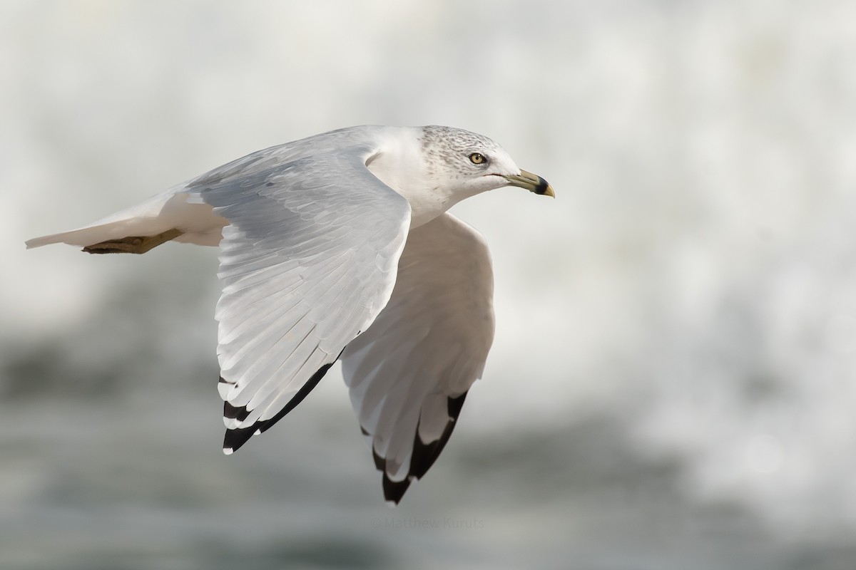 Ring-billed Gull - matthew kuruts