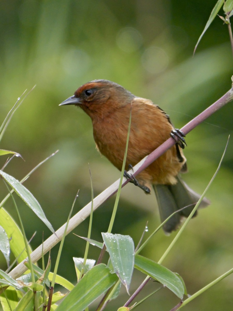 Rufous-browed Conebill - ML624060405