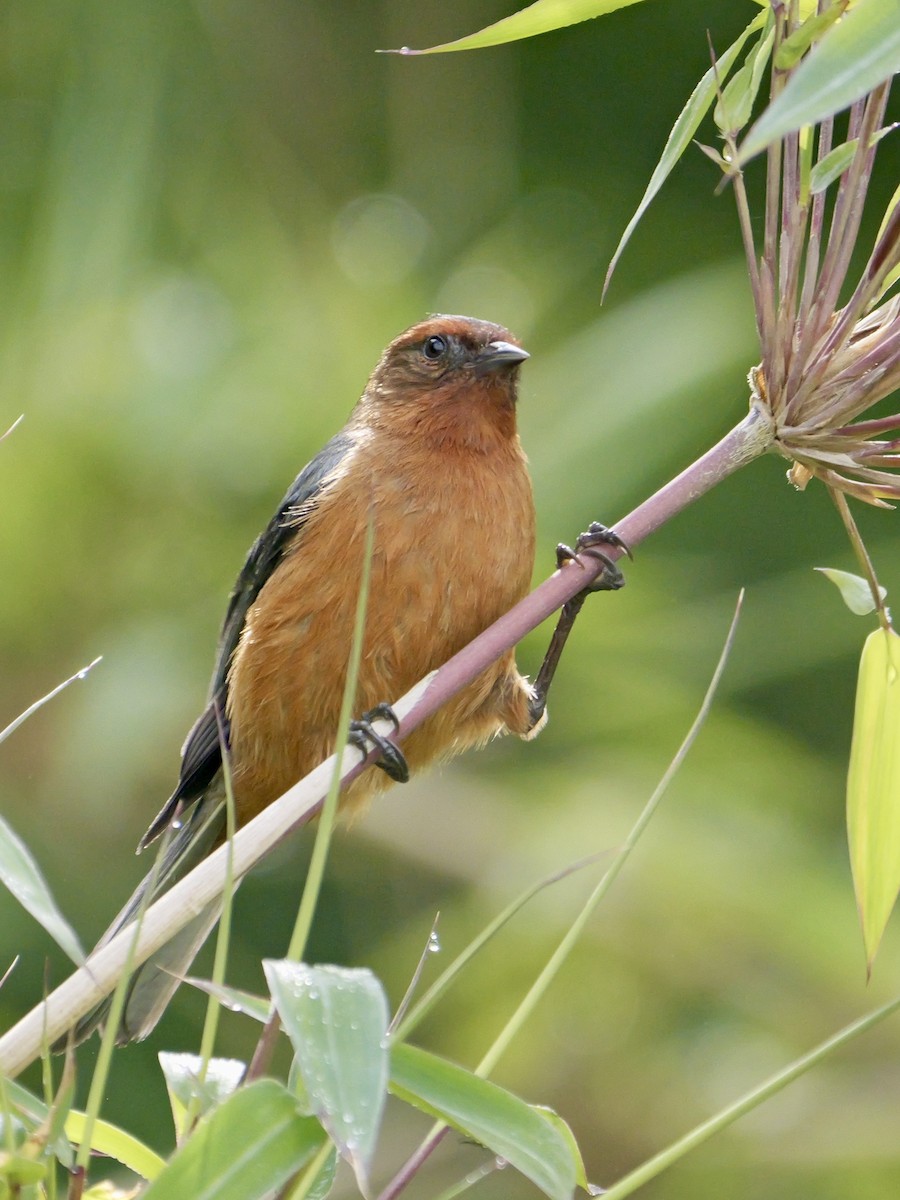 Rufous-browed Conebill - ML624060406