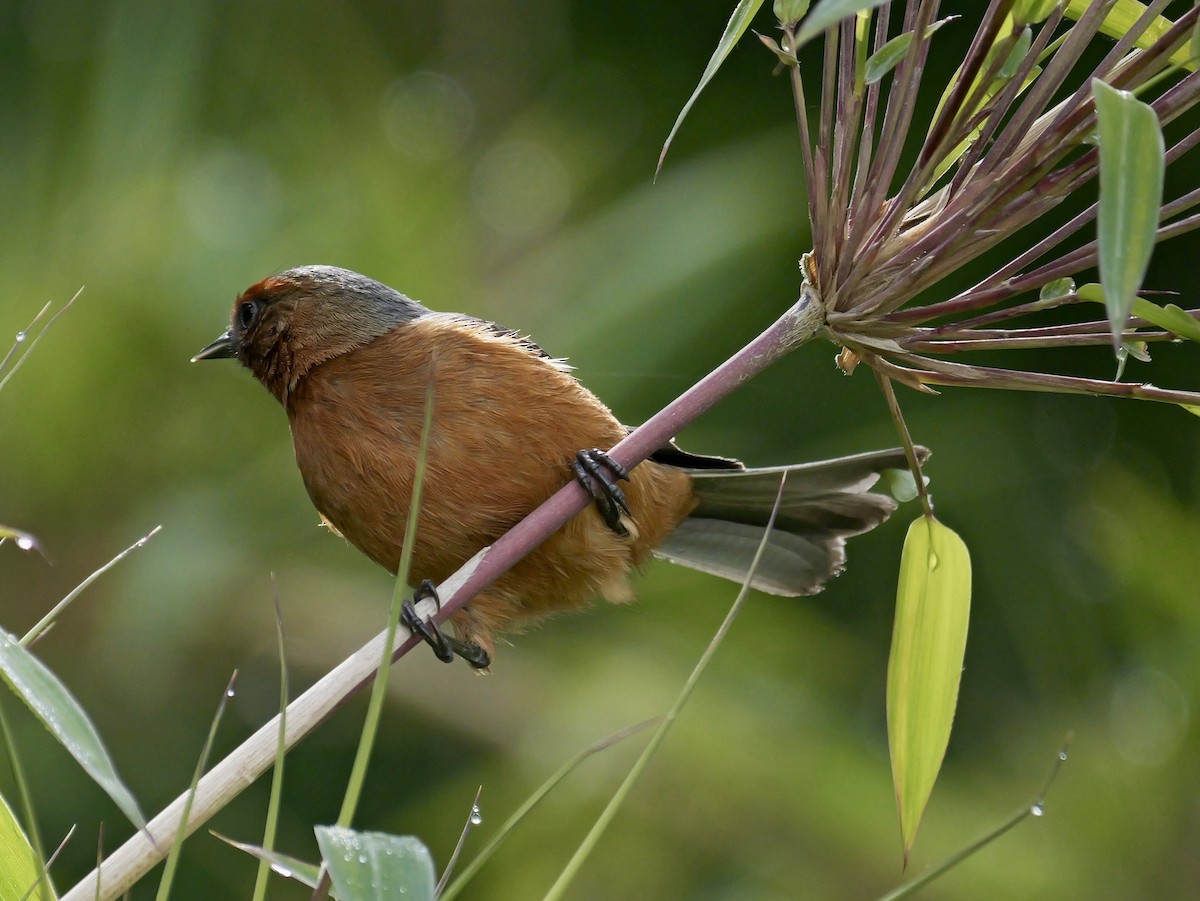 Rufous-browed Conebill - ML624060407