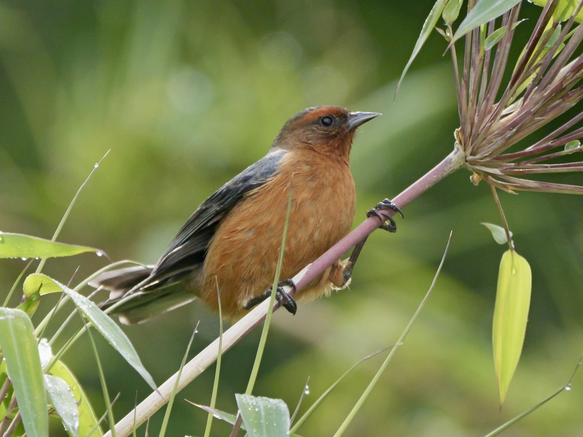 Rufous-browed Conebill - ML624060409