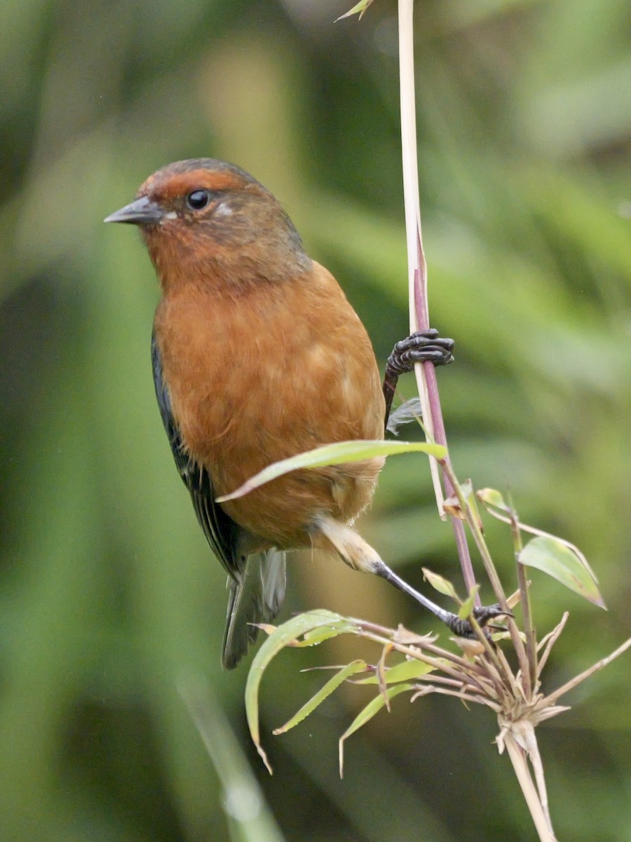 Rufous-browed Conebill - Valerie Gebert