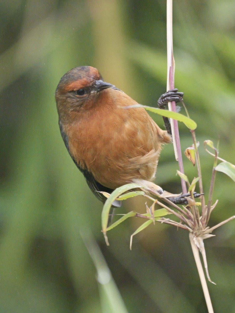 Rufous-browed Conebill - ML624060411