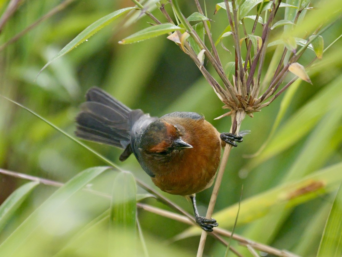 Rufous-browed Conebill - Valerie Gebert