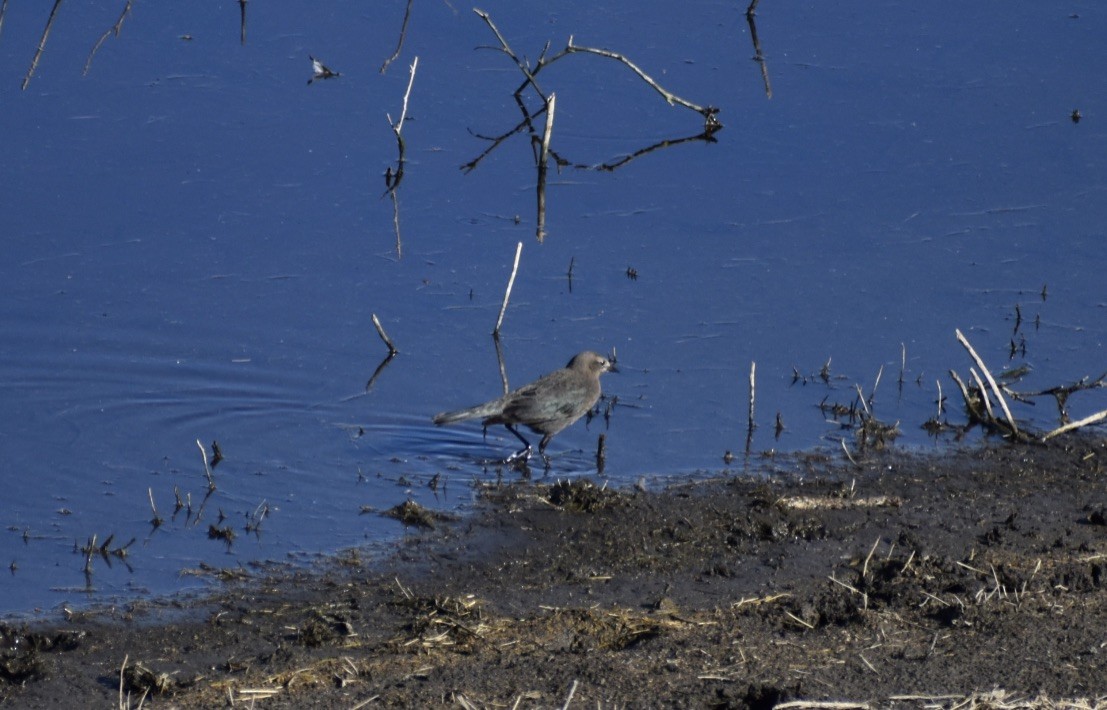 Brewer's Blackbird - ML624060417