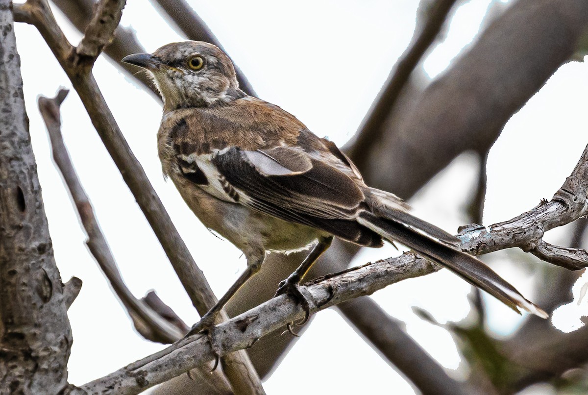 Northern Mockingbird - ML624060421