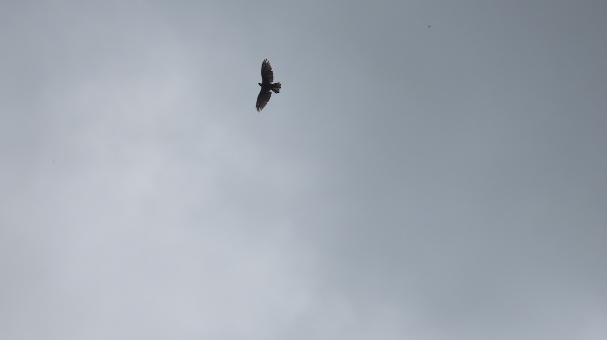 Oriental Honey-buzzard - ML624060437