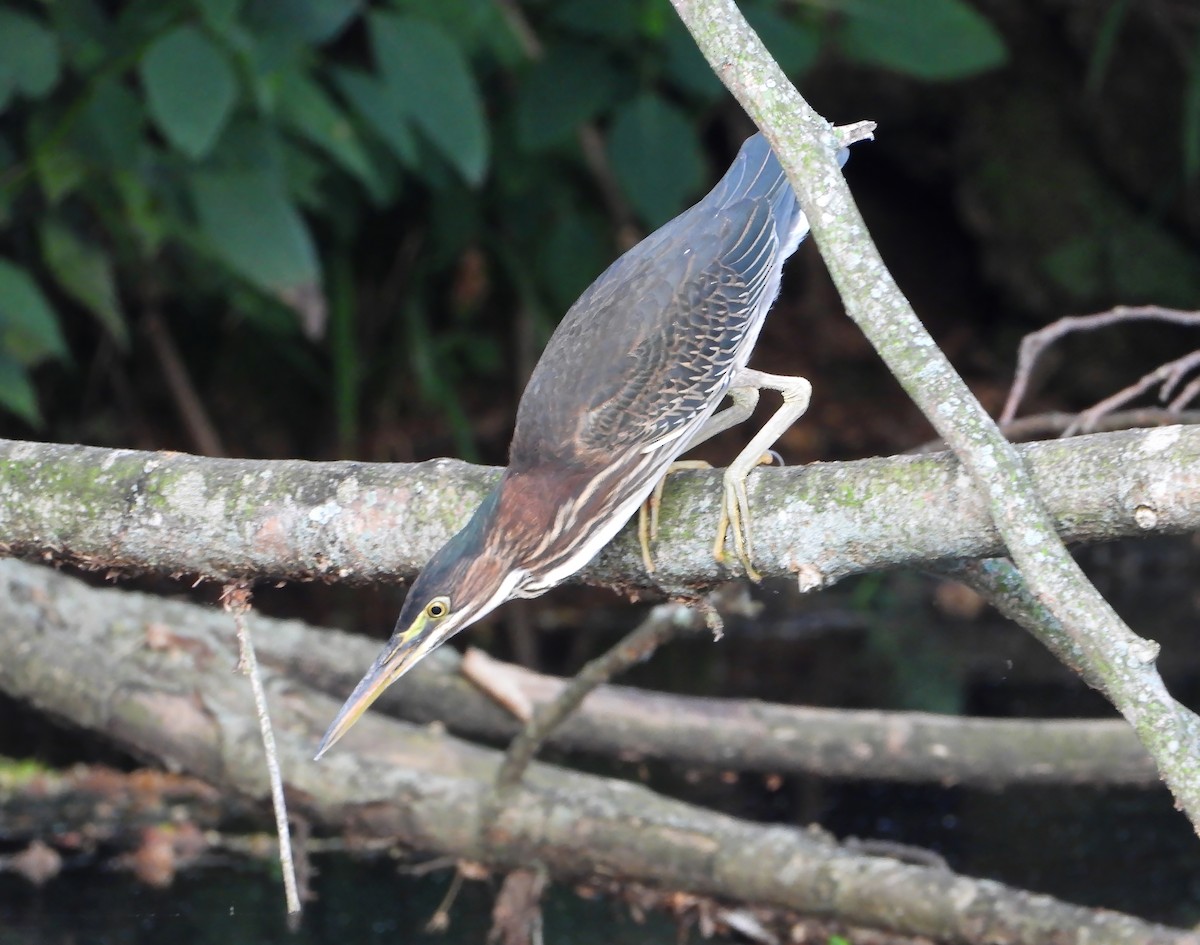 Green Heron - ML624060442