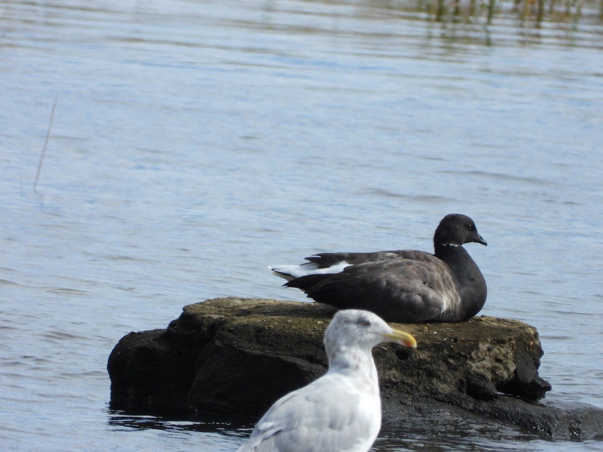 Brant - ML624060443