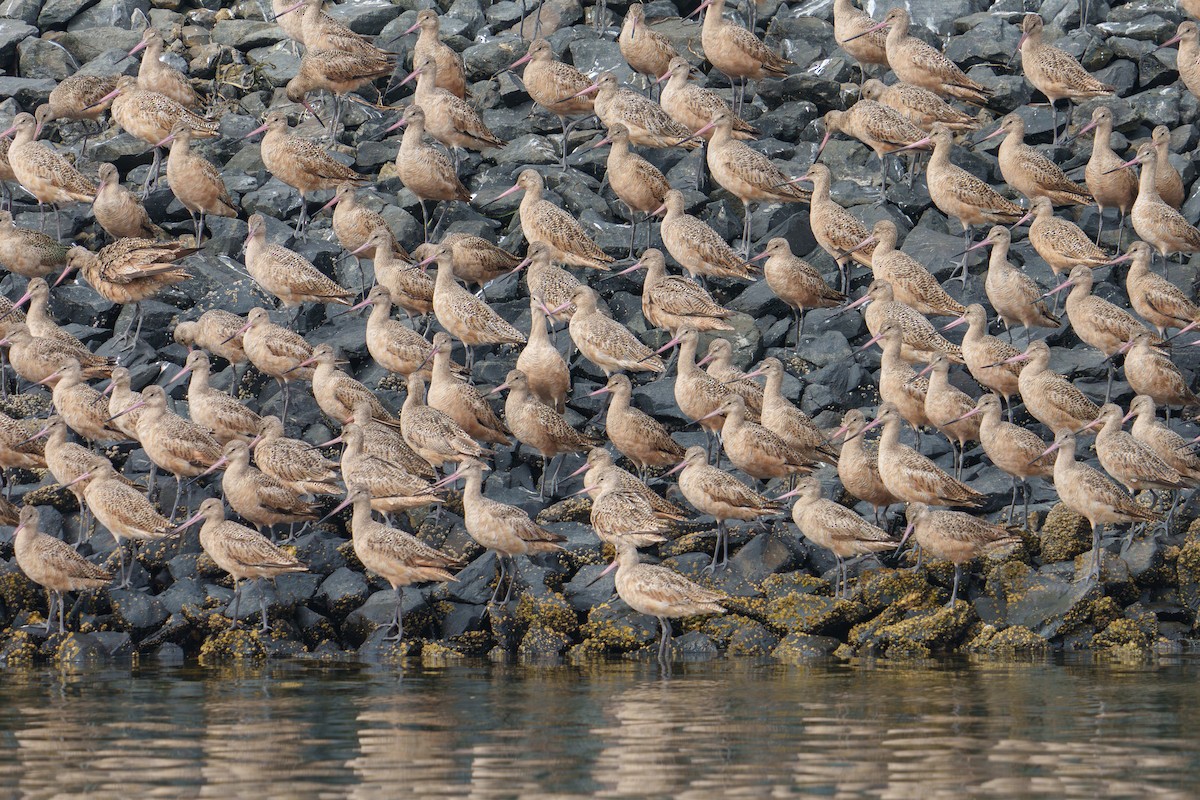 Marbled Godwit - ML624060463