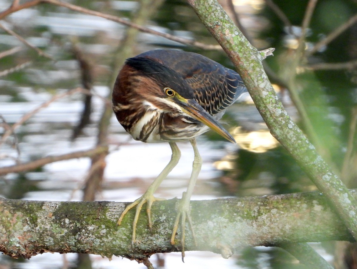 Green Heron - ML624060499