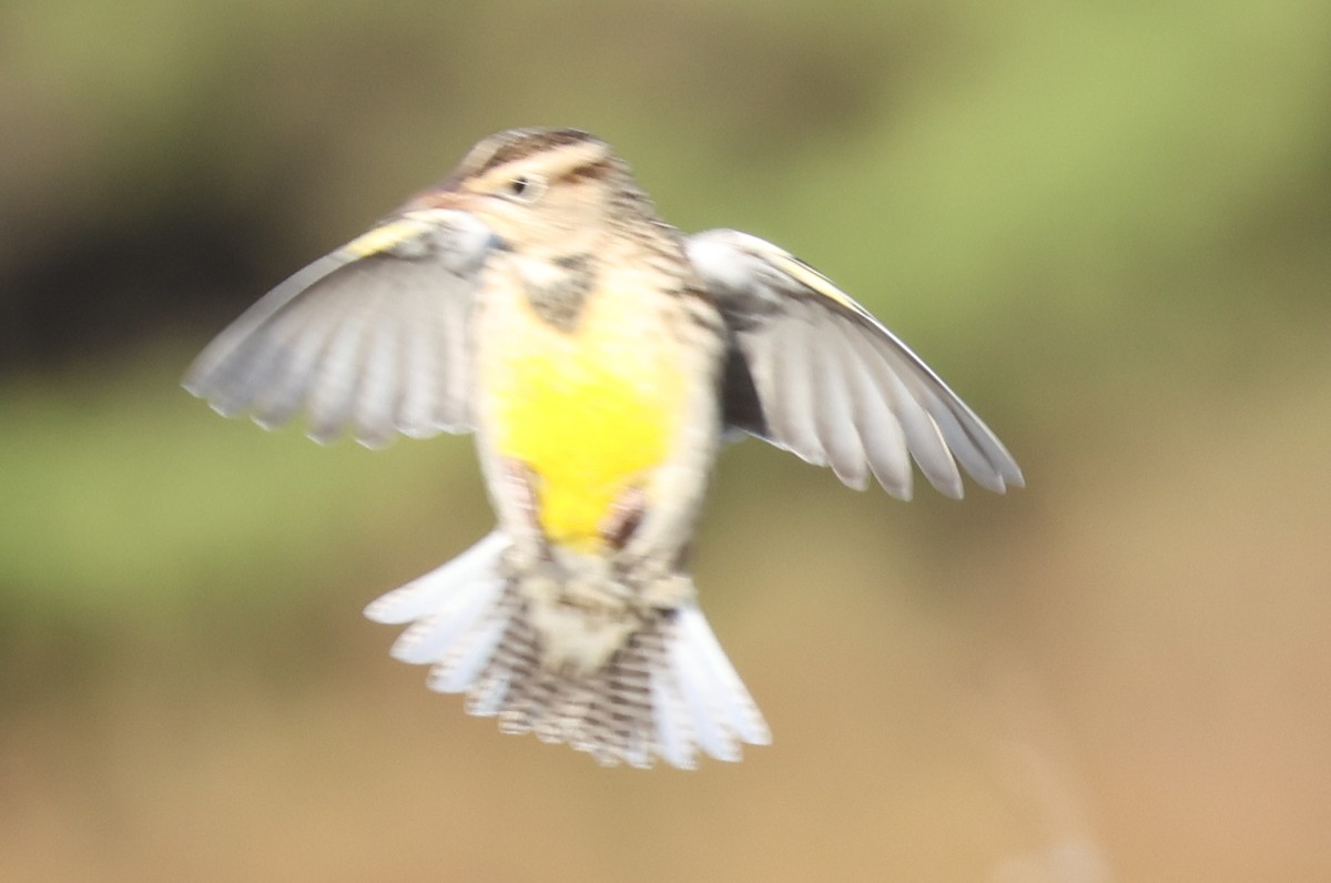 Western Meadowlark - ML624060535