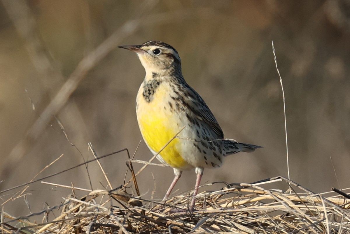 Western Meadowlark - Abram Fleishman