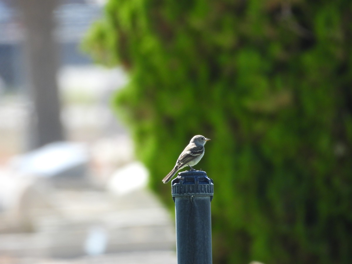 Gray Flycatcher - ML624060555