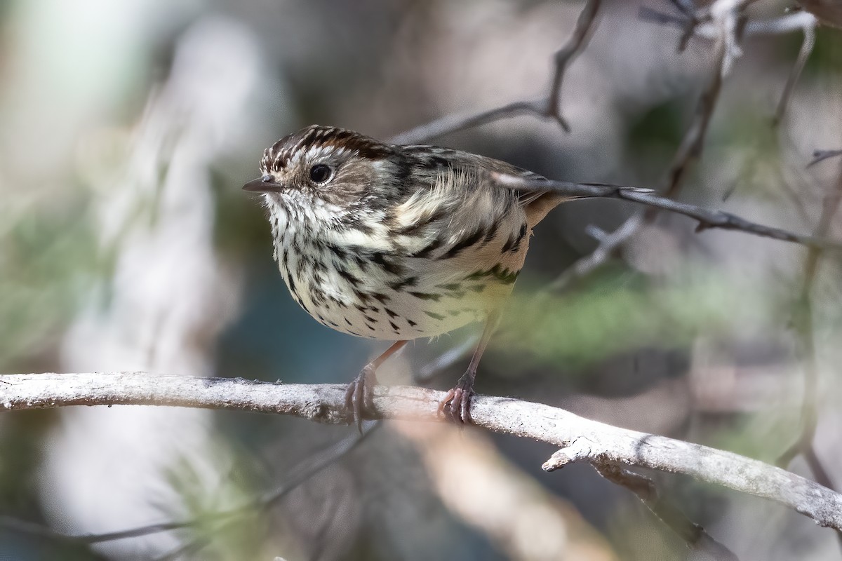 Speckled Warbler - ML624060558