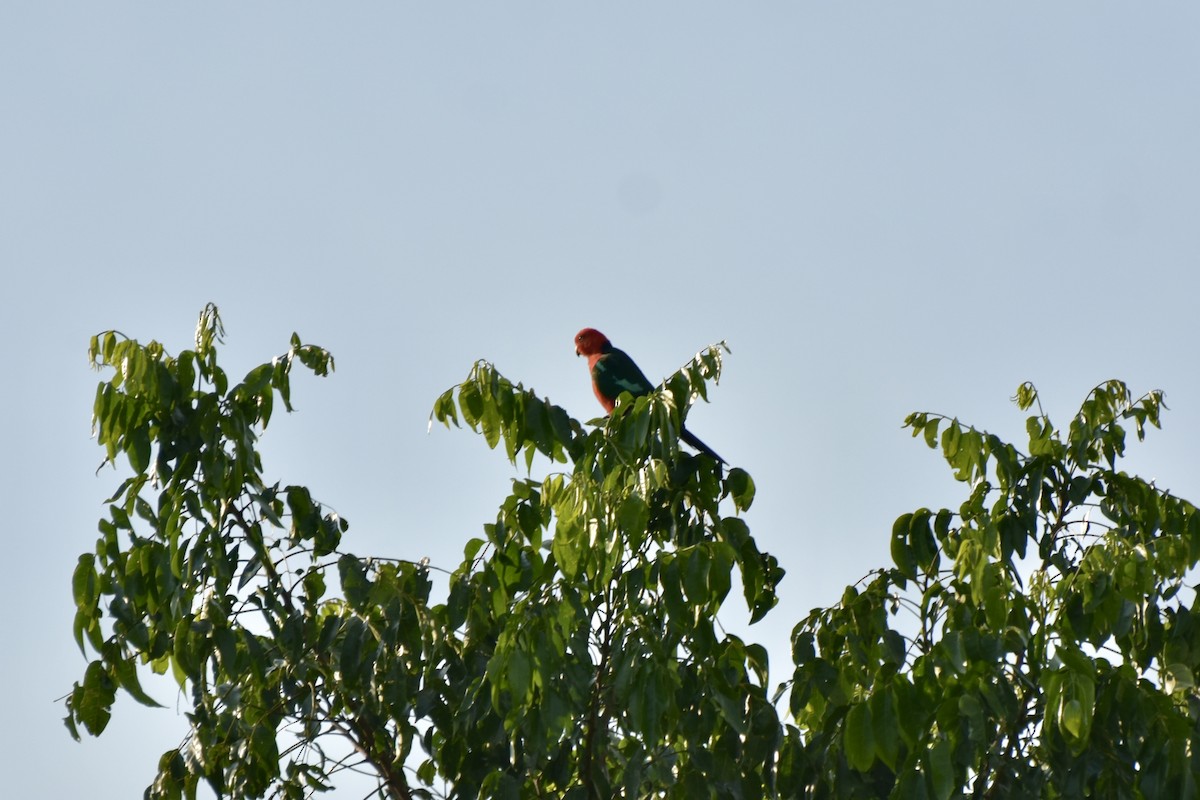 Australian King-Parrot - ML624060581