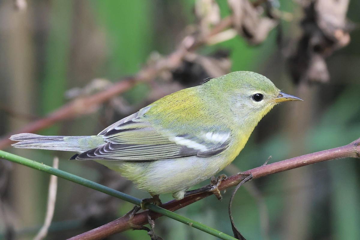 Northern Parula - ML624060621