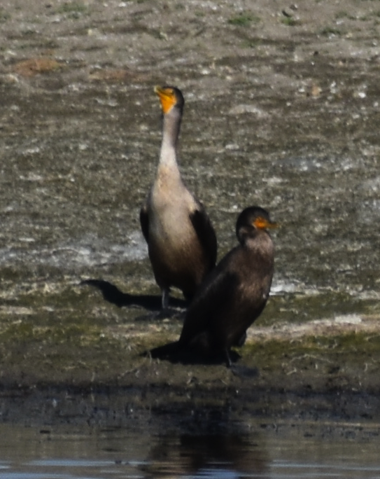 Double-crested/Neotropic Cormorant - ML624060638