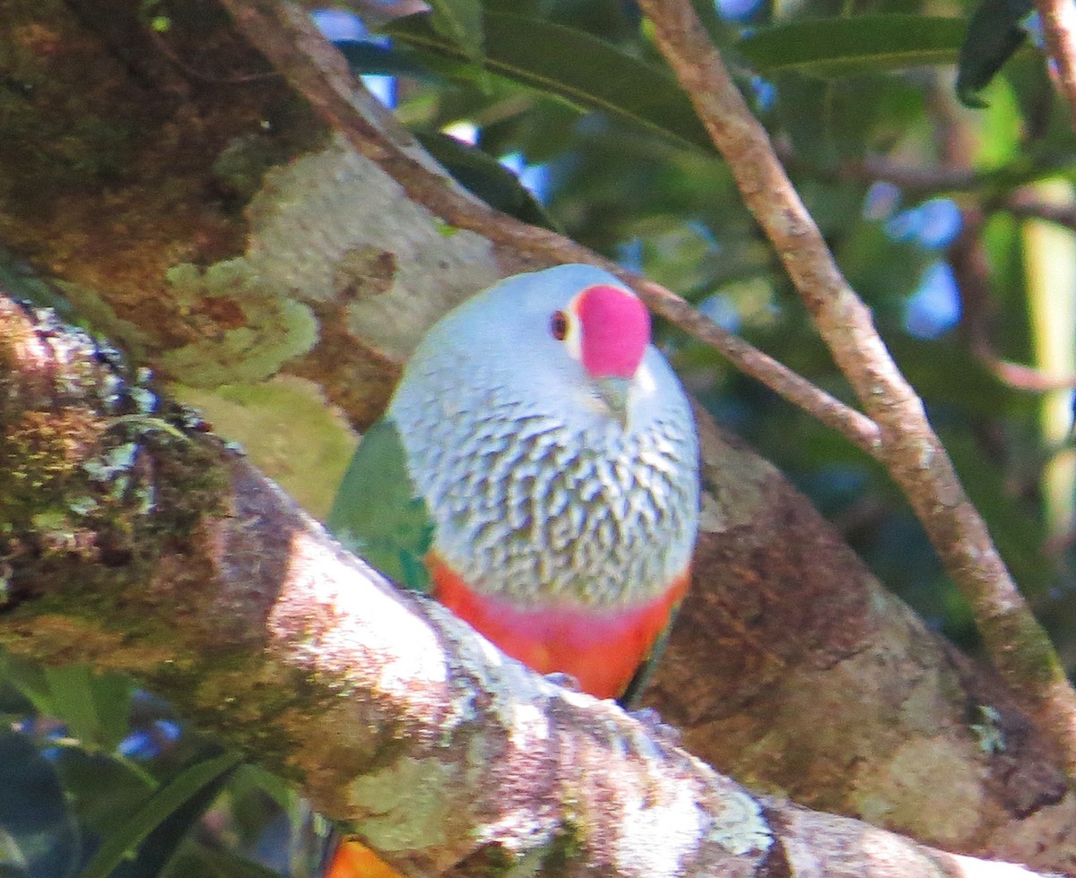 Rose-crowned Fruit-Dove - ML624060643