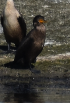 Double-crested/Neotropic Cormorant - ML624060646