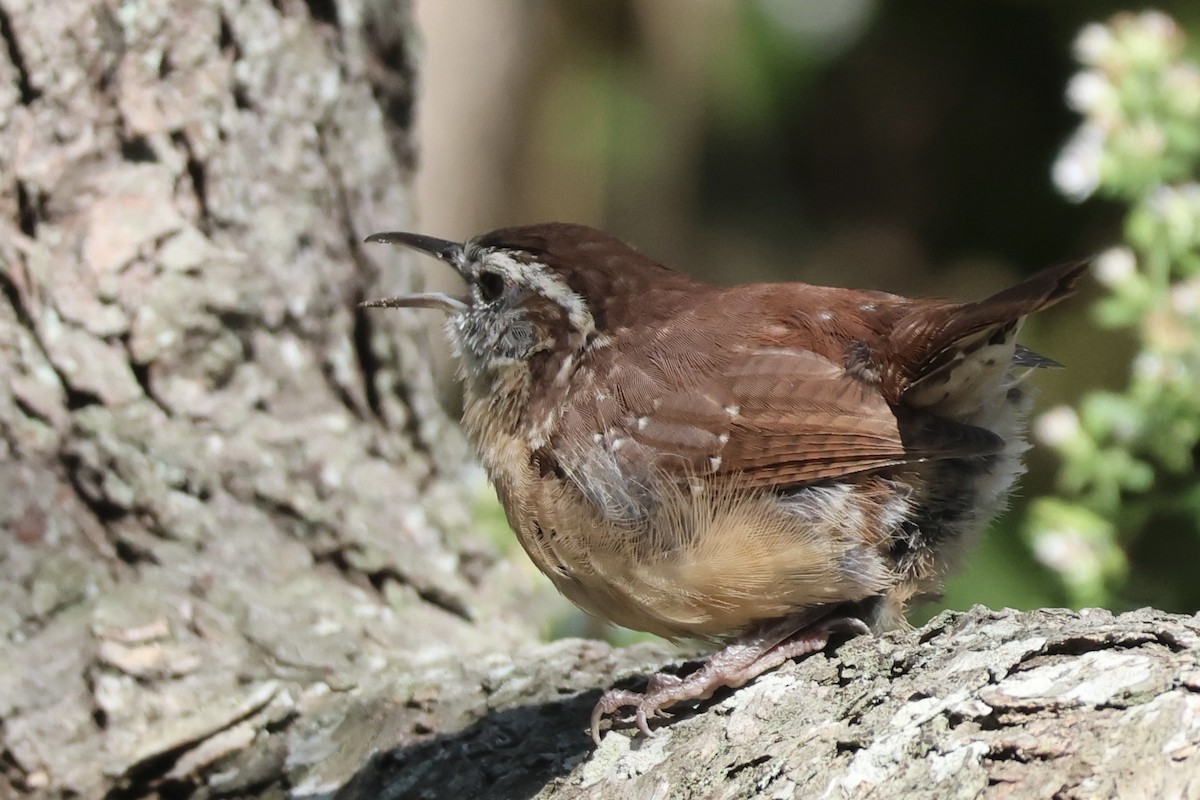 Carolina Wren - ML624060653