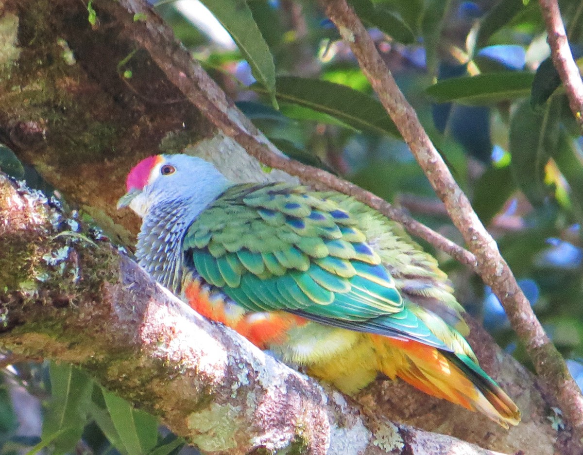 Rose-crowned Fruit-Dove - ML624060661