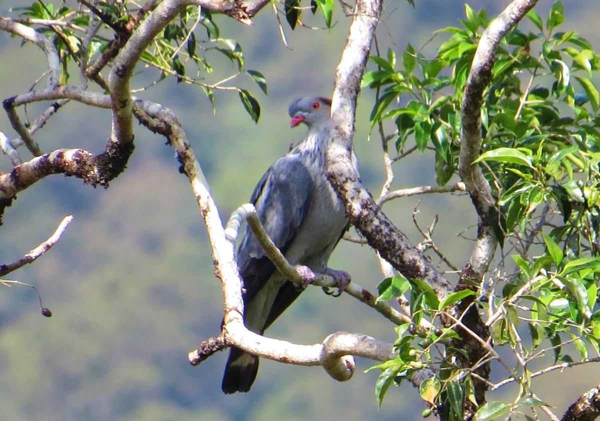 Topknot Pigeon - ML624060671