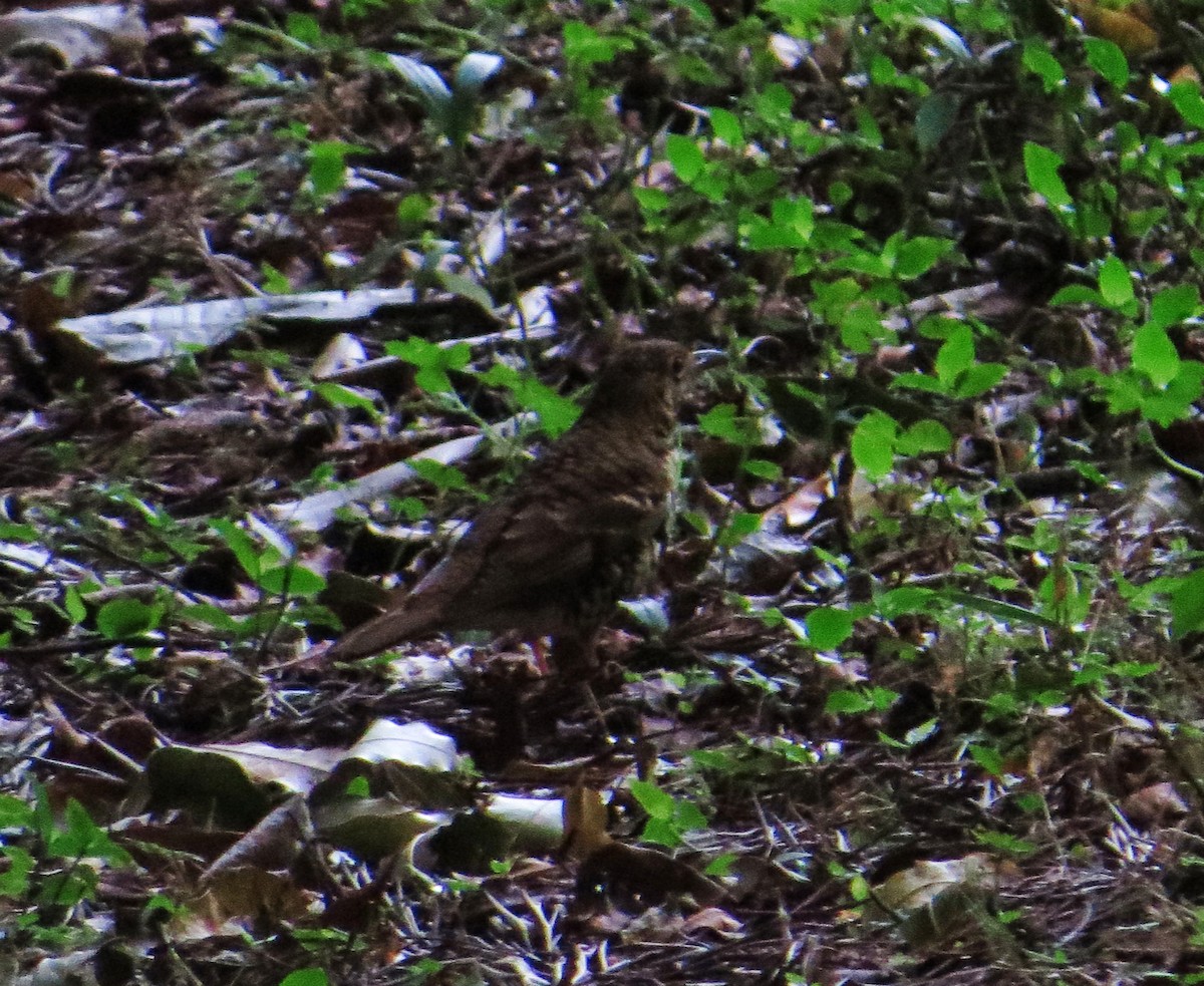 Russet-tailed Thrush - ML624060675