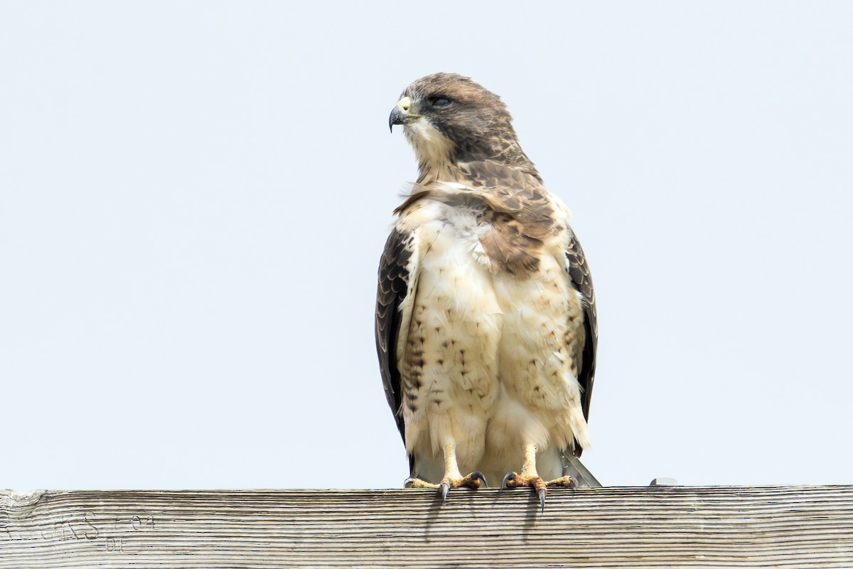 Swainson's Hawk - Barry Bruns