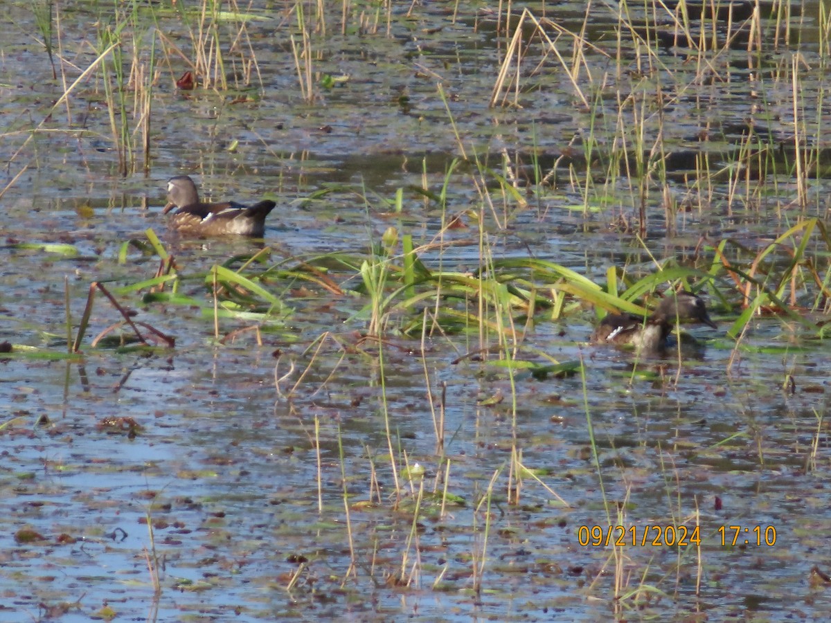 Wood Duck - ML624060705