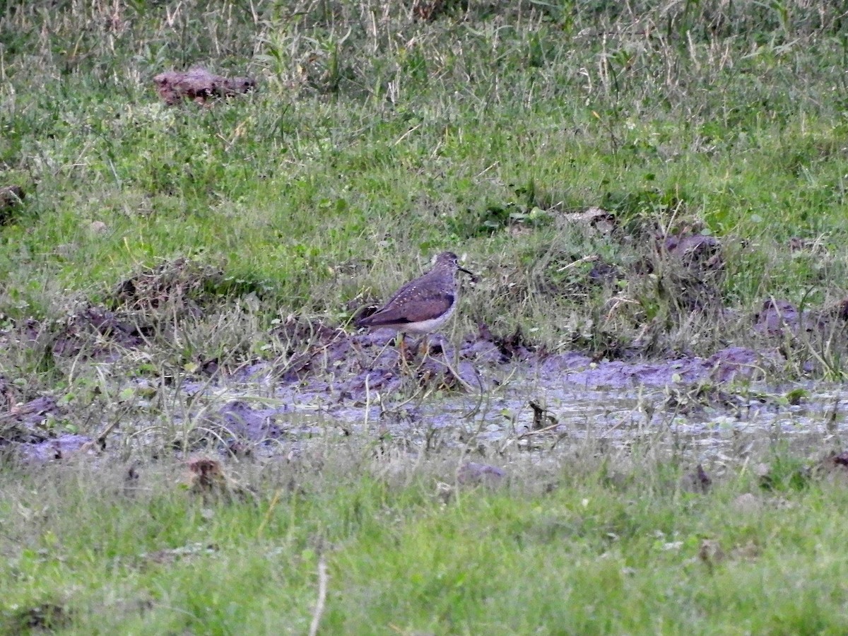 Solitary Sandpiper - ML624060708