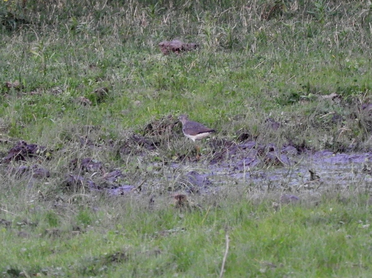 Solitary Sandpiper - ML624060711