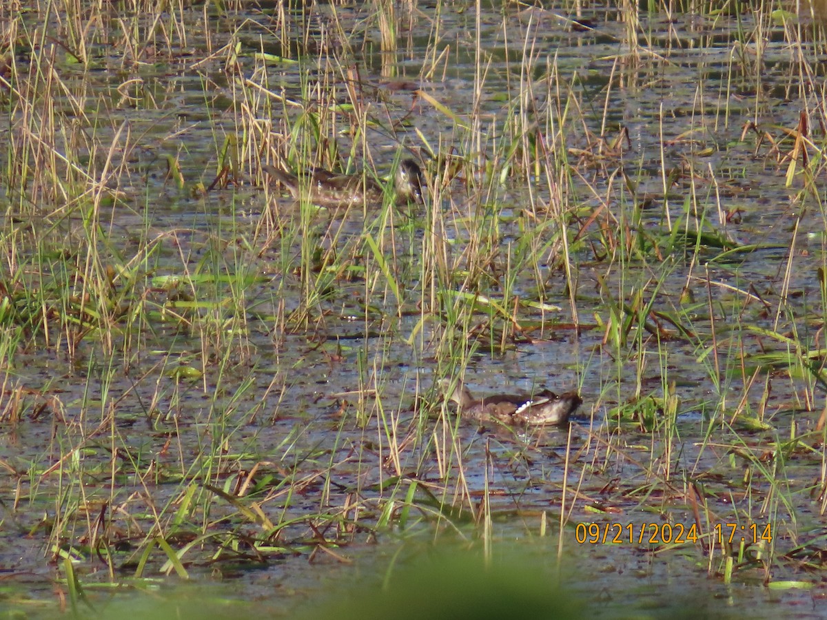 Wood Duck - ML624060731