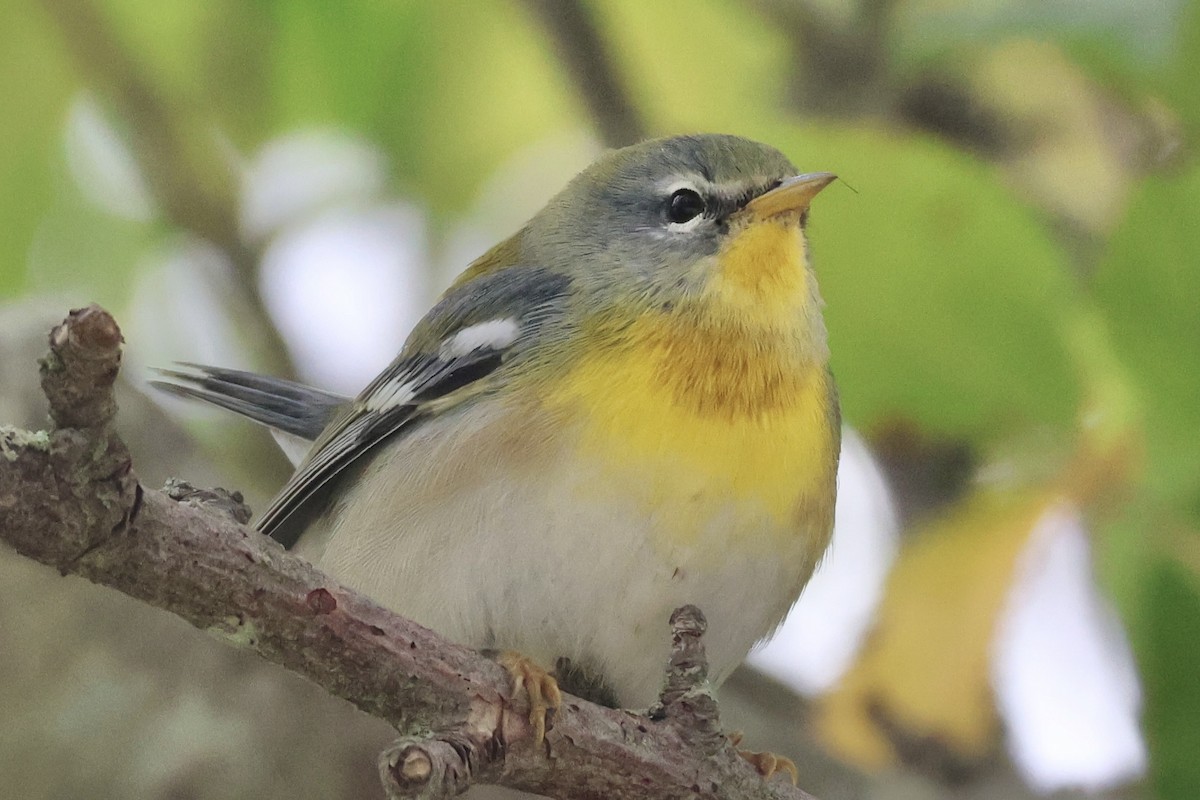 Northern Parula - ML624060792