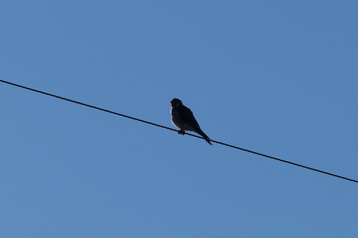 American Kestrel - ML624060811