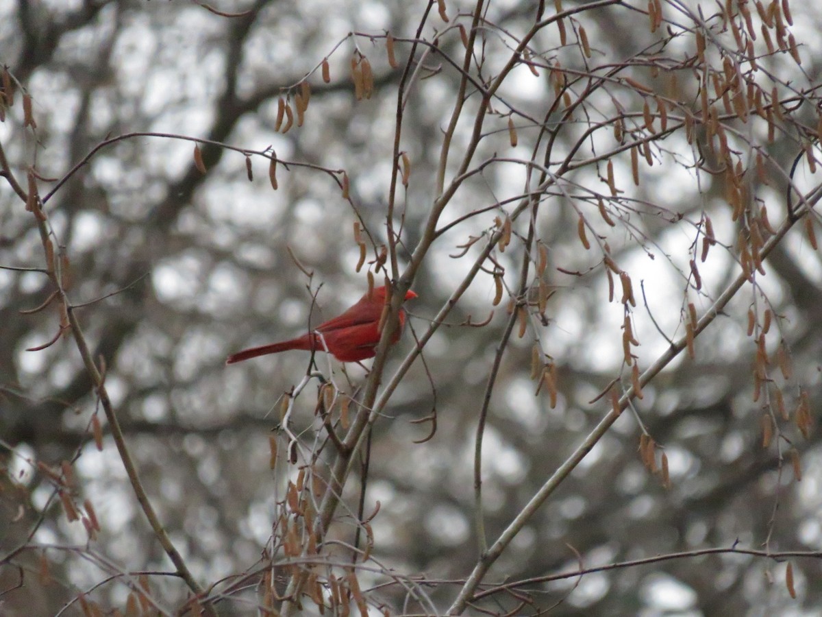 Northern Cardinal - ML624060818